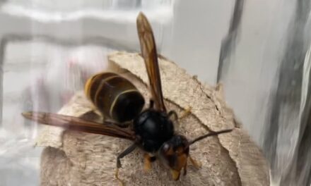 Nest van Aziatische hoornaar in overkapping Oud-Beijerland