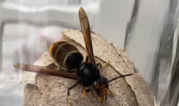 Nest van Aziatische hoornaar in overkapping Oud-Beijerland