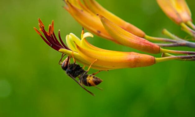 Zo herken je makkelijk en snel een Aziatische hoornaar