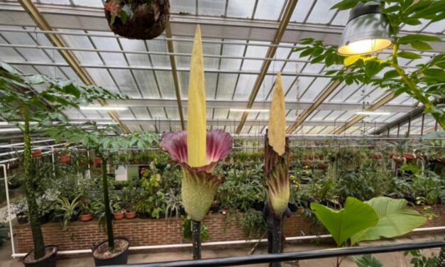 Derde soort reuzenpenisplant in bloei in Hortus botanicus Leiden